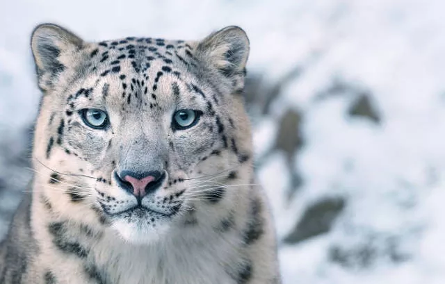 We have never seen such animals - #6 