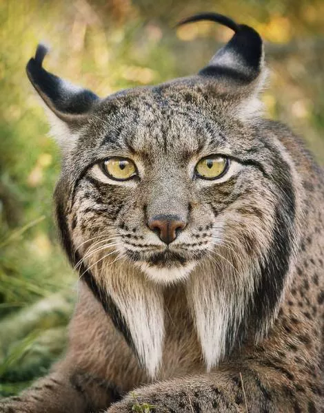 We have never seen such animals - #7 