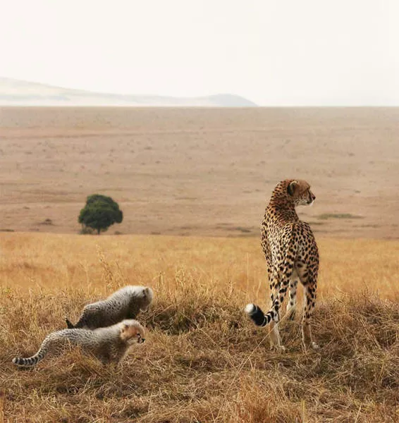 We have never seen such animals - #8 