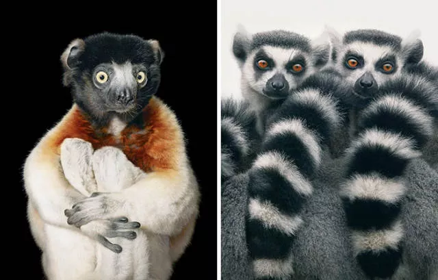 We have never seen such animals - #9 