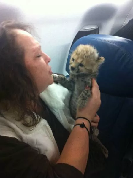 Animals in flight - #10 