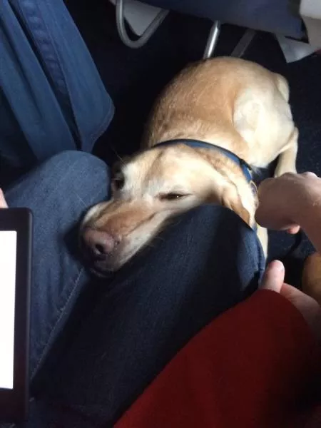 Animals in flight - #13 