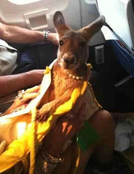 Animals in flight - #14 