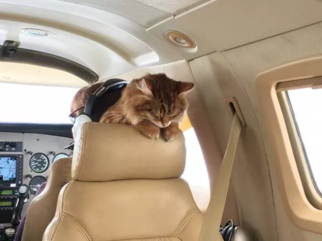 Animals in flight - #15 