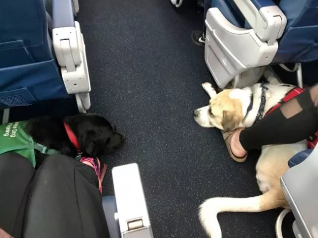 Animals in flight - #17 