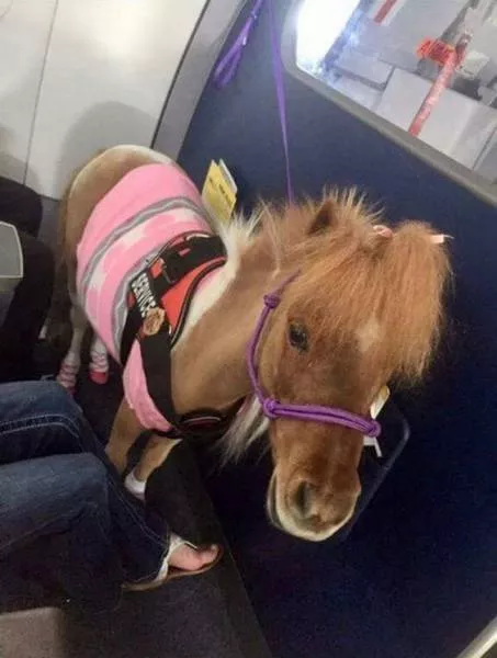 Animals in flight - #18 