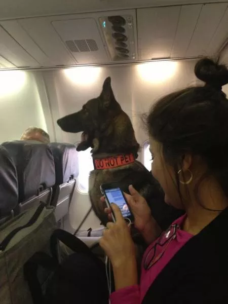 Animals in flight - #19 