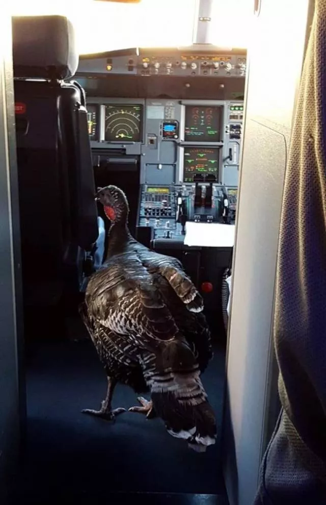 Animals in flight - #21 