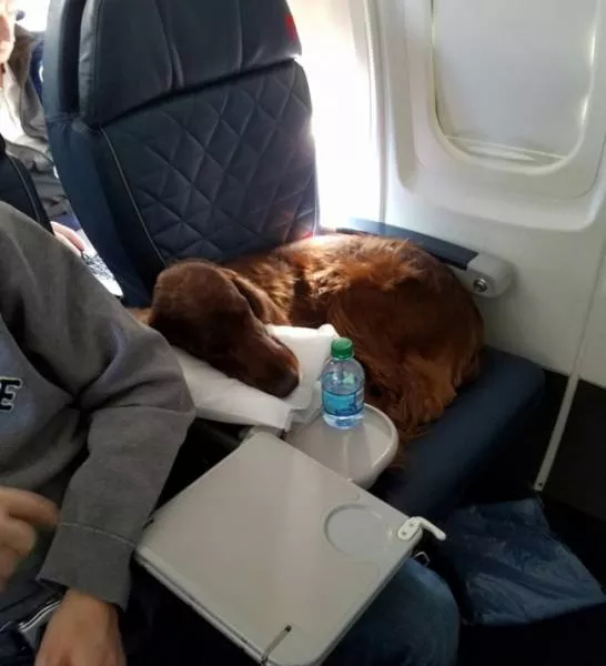 Animals in flight - #22 