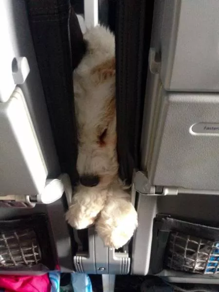 Animals in flight - #25 