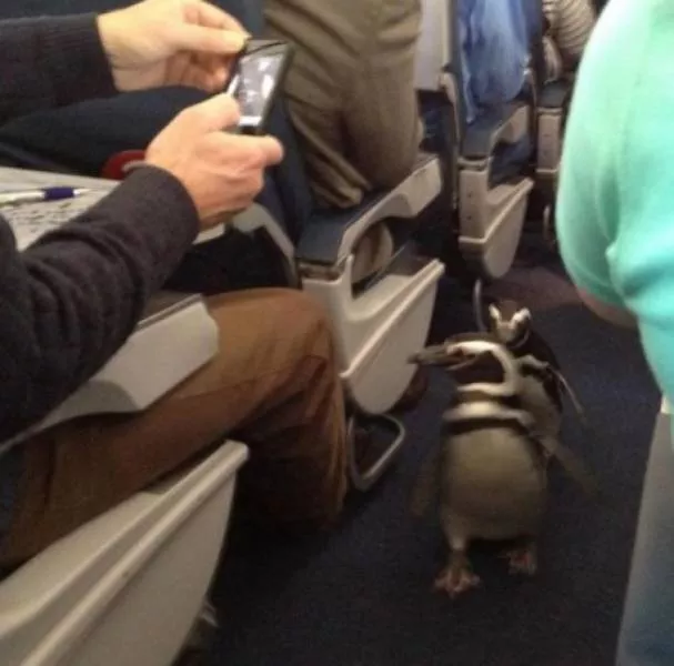 Animals in flight - #3 