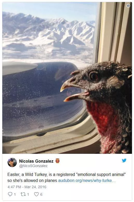 Animals in flight - #4 