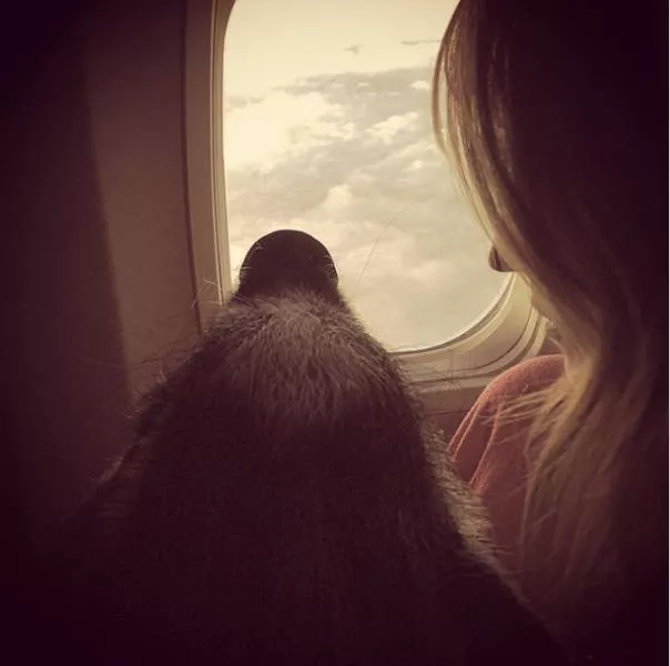 Animals in flight - #5 