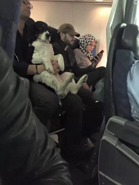 Animals in flight - #7 