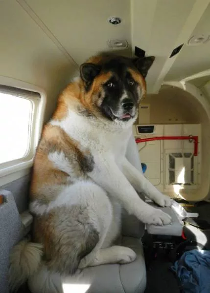 Animals in flight - #8 