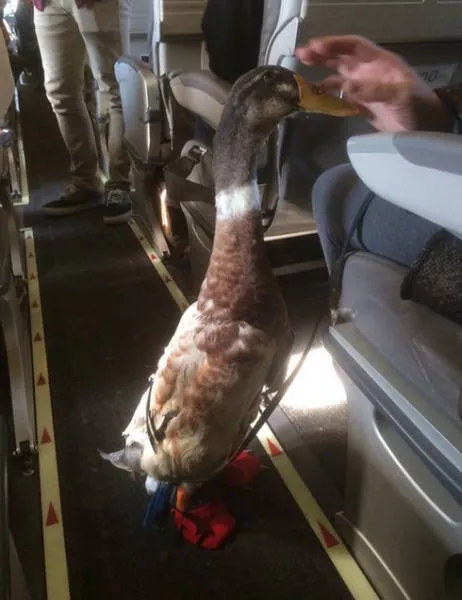 Animals in flight - #9 