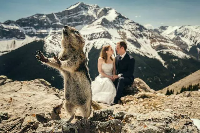 Les animaux sont les rois du photobomb - #1 