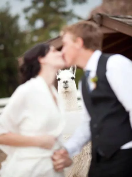 Les animaux sont les rois du photobomb - #10 