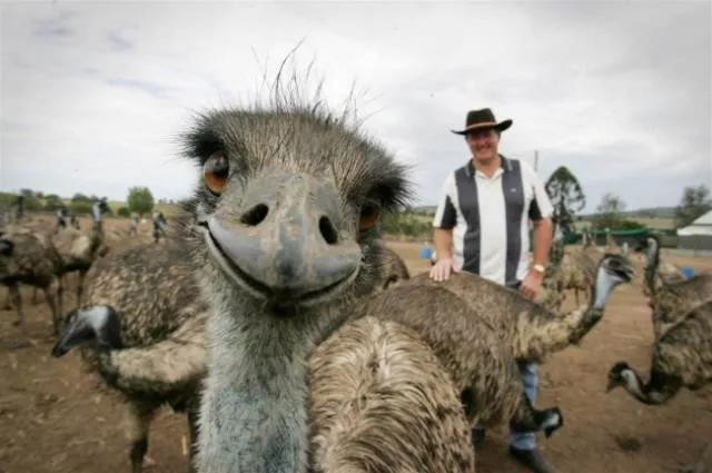 Animals are the kings of photobomb - #11 