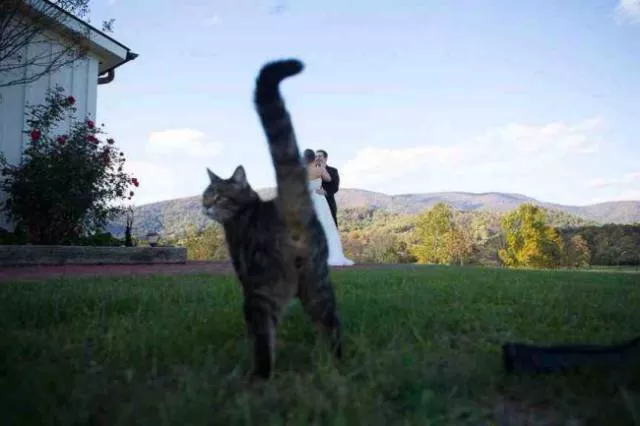 Les animaux sont les rois du photobomb - #12 