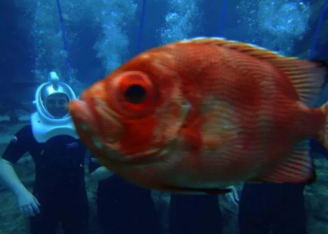 Les animaux sont les rois du photobomb - #13 