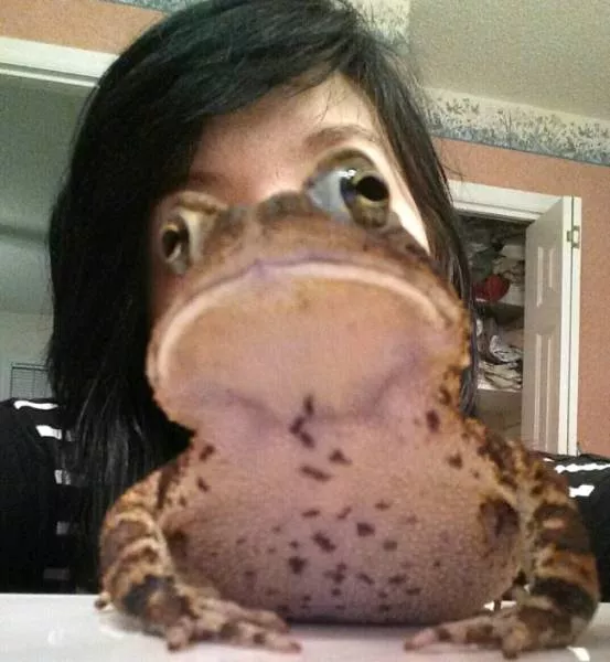 Les animaux sont les rois du photobomb - #14 