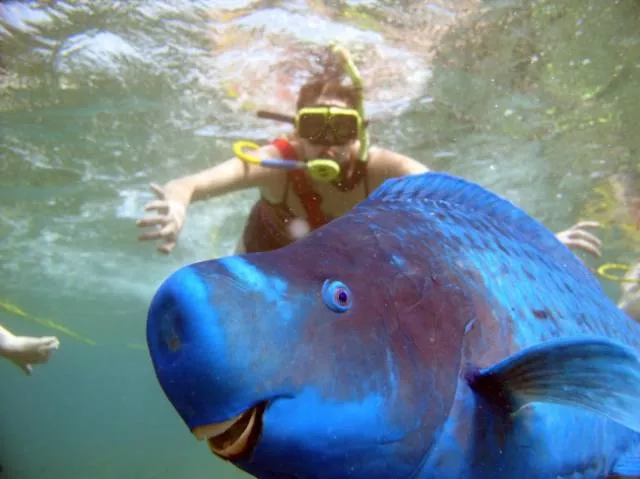 Animals are the kings of photobomb - #17 