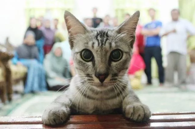 Animals are the kings of photobomb