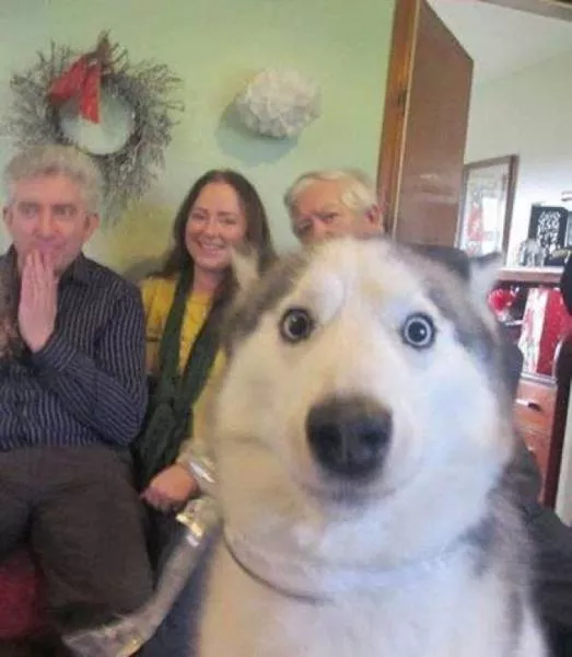 Les animaux sont les rois du photobomb - #20 