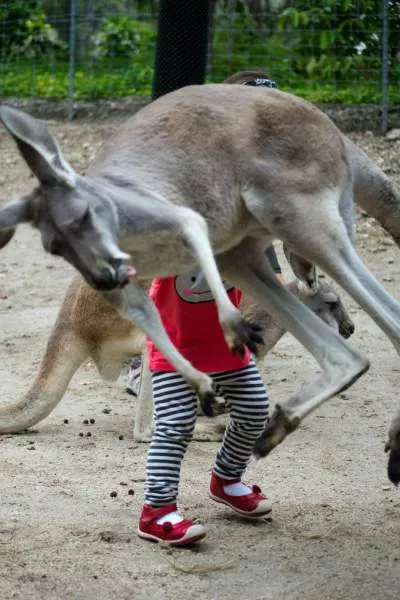 Les animaux sont les rois du photobomb - #21 