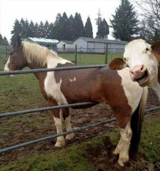 Les animaux sont les rois du photobomb - #22 