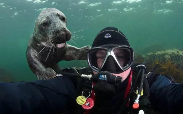 Les animaux sont les rois du photobomb - #23 