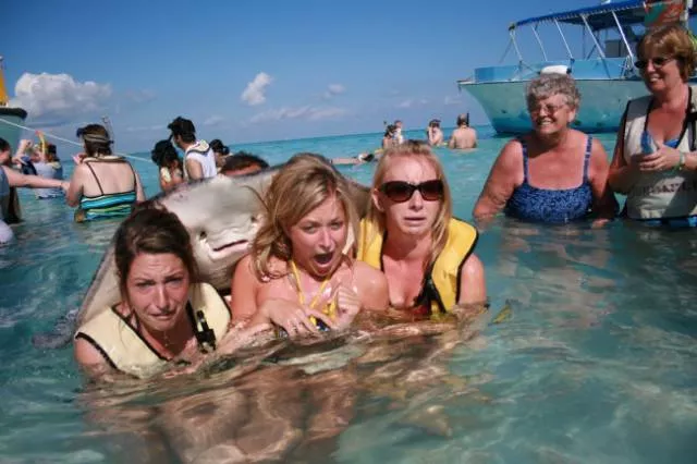 Les animaux sont les rois du photobomb - #25 