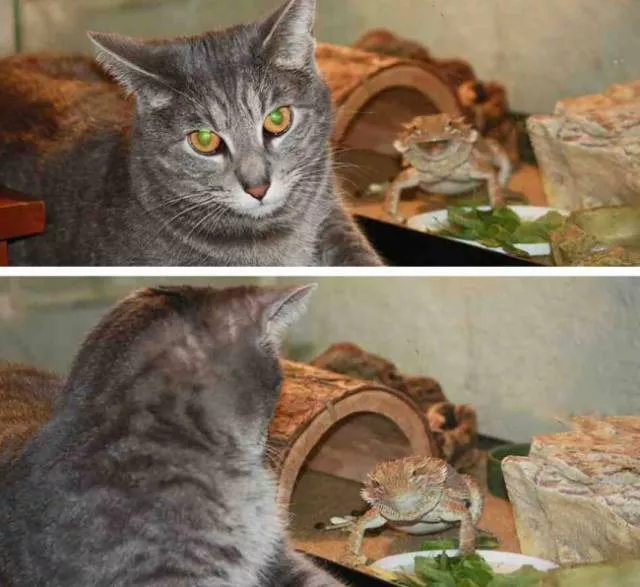 Animals are the kings of photobomb - #3 