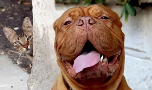 Les animaux sont les rois du photobomb - #5 