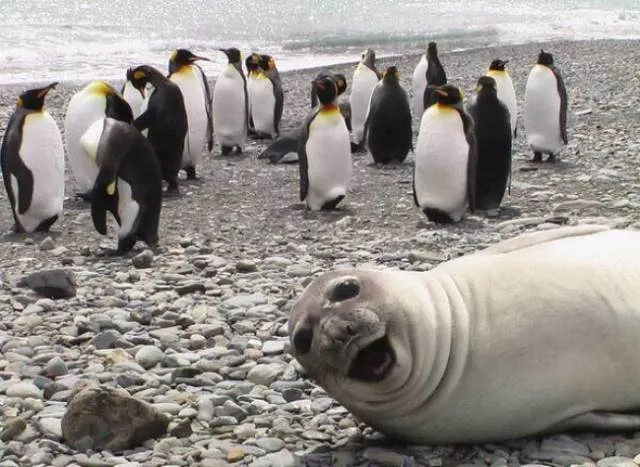 Les animaux sont les rois du photobomb - #8 