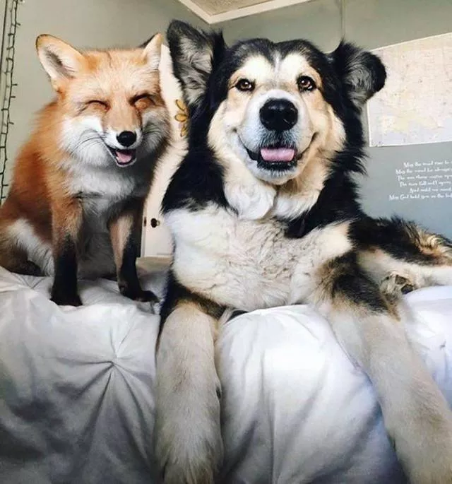 Top des photos les plus impressionnantes - #49 