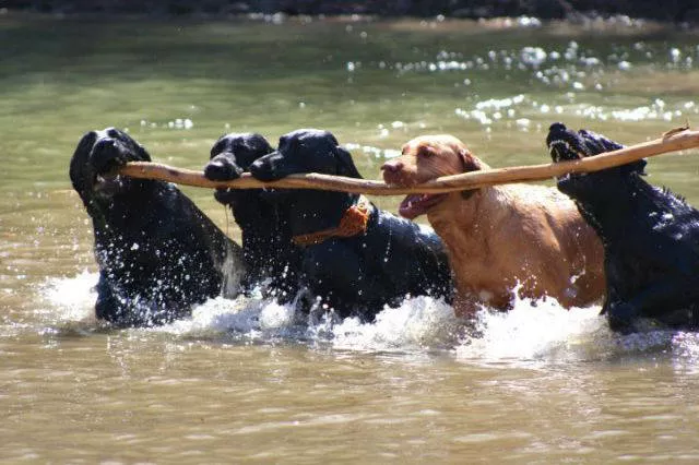 Successful teamwork in action - #20 