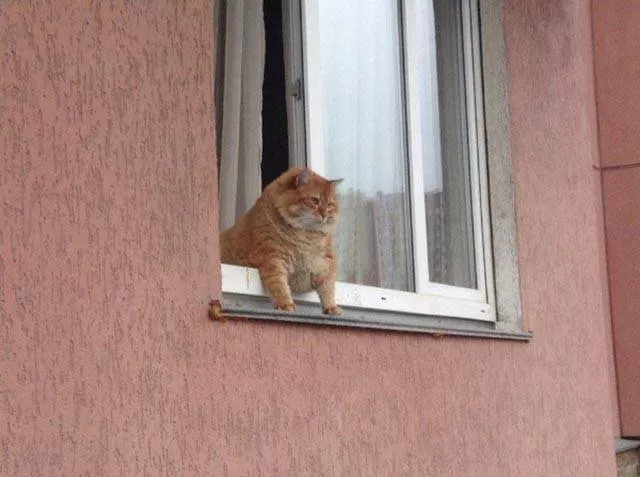 Picdump 48 - #82 