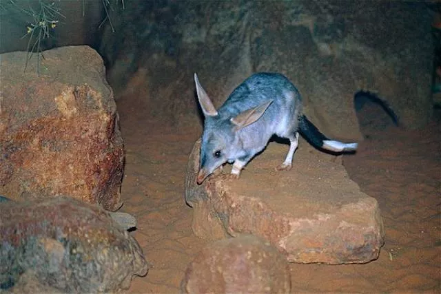 The most unknown funny animals in the world - #13 The most unknown funny animals in the world - #13