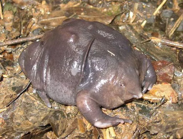 Les droles danimaux les plus meconnus au monde