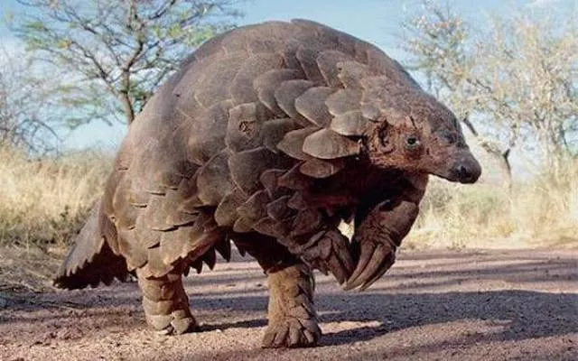The most unknown funny animals in the world - #15 The most unknown funny animals in the world - #15