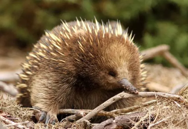 The most unknown funny animals in the world - #16 The most unknown funny animals in the world - #16