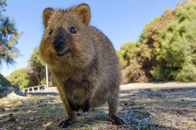 The most unknown funny animals in the world - #17 The most unknown funny animals in the world - #17