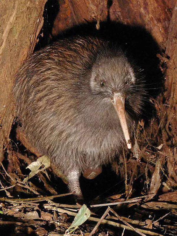 The most unknown funny animals in the world - #20 The most unknown funny animals in the world - #20