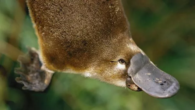 The most unknown funny animals in the world