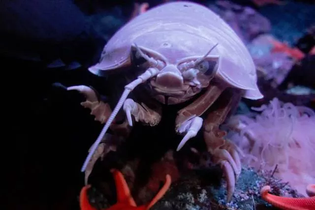 The most unknown funny animals in the world - #22 