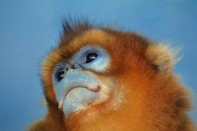 The most unknown funny animals in the world - #23 