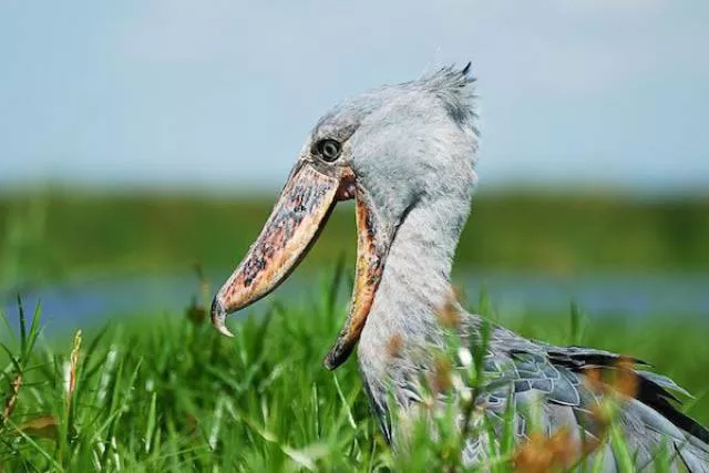 The most unknown funny animals in the world - #24 