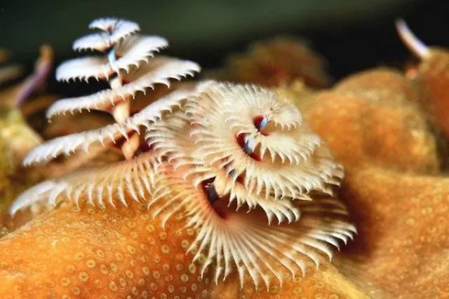 The most unknown funny animals in the world - #26 
